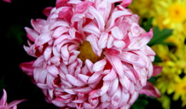 国产精品菊,传承匠心，绽放东方之美